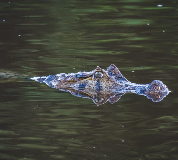 Alligator-Caiman-Yacare