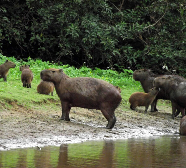 Amazonia-boliviana-02