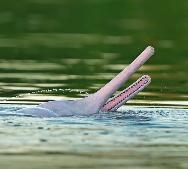 Amazonia-boliviana-03 (1)