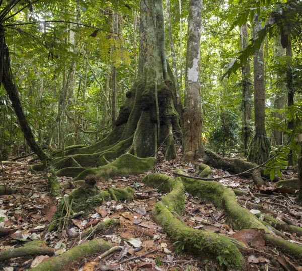 jungle-pampas-tour-01